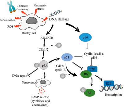 Senescence: A DNA damage response and its role in aging and Neurodegenerative Diseases